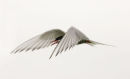 06-5926 Arctic Tern (Sterna paradisaea) in Flight, Farne Islands, Northumberland, UK..